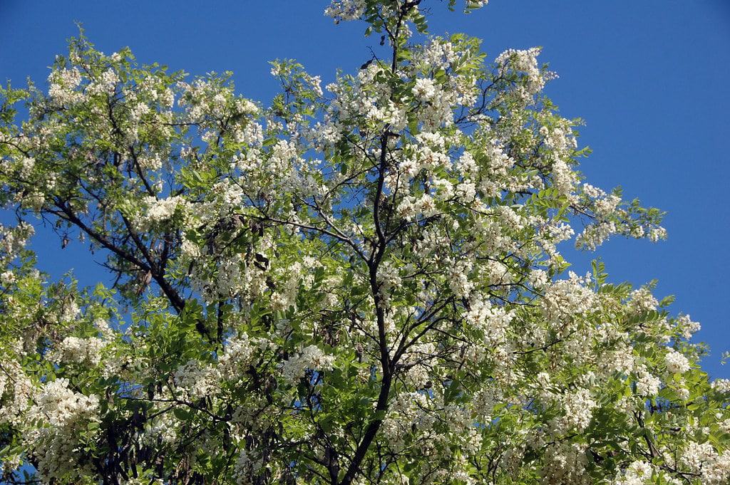 U TIJEKU JE PAŠA Pčelari strahuju od još jedne posne godine