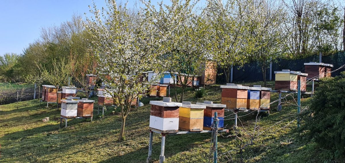 Pčelari bez paša, pčele na rubu gladi, ministarstvo najavljuje pomoć