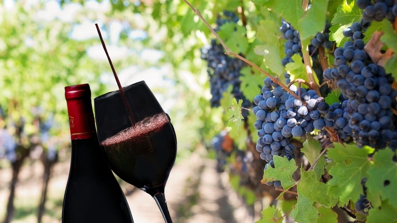 Čačija: Život je prekratak, čovjek treba nekad popiti dobru kapljicu!