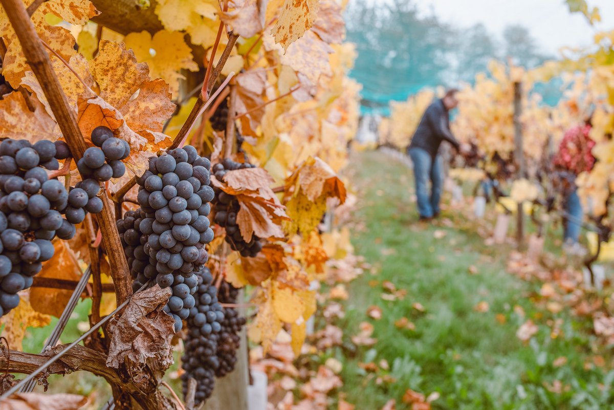 Hoće li zbog loše godine poskupjeti i vino?