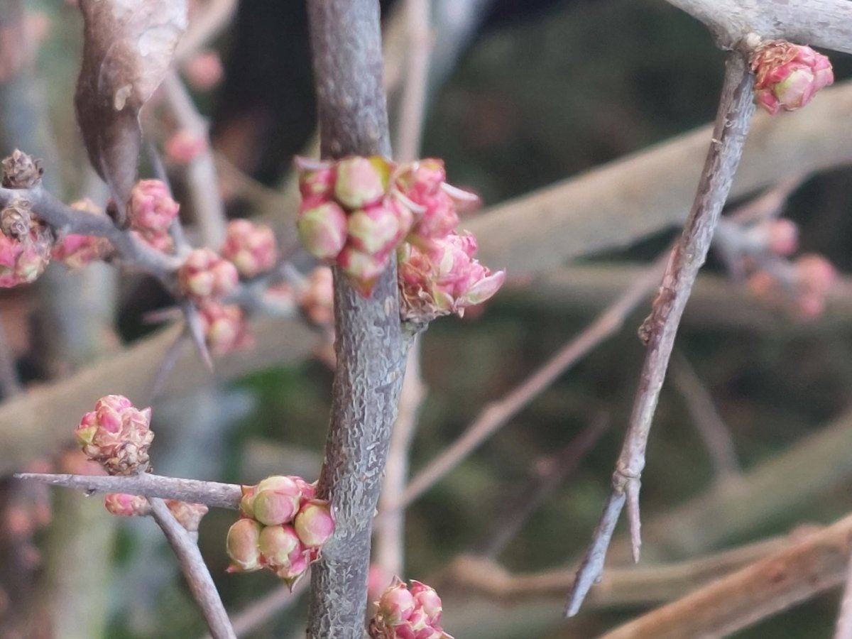 Pad temperatura je dobrodošao jer su se biljke već probudile