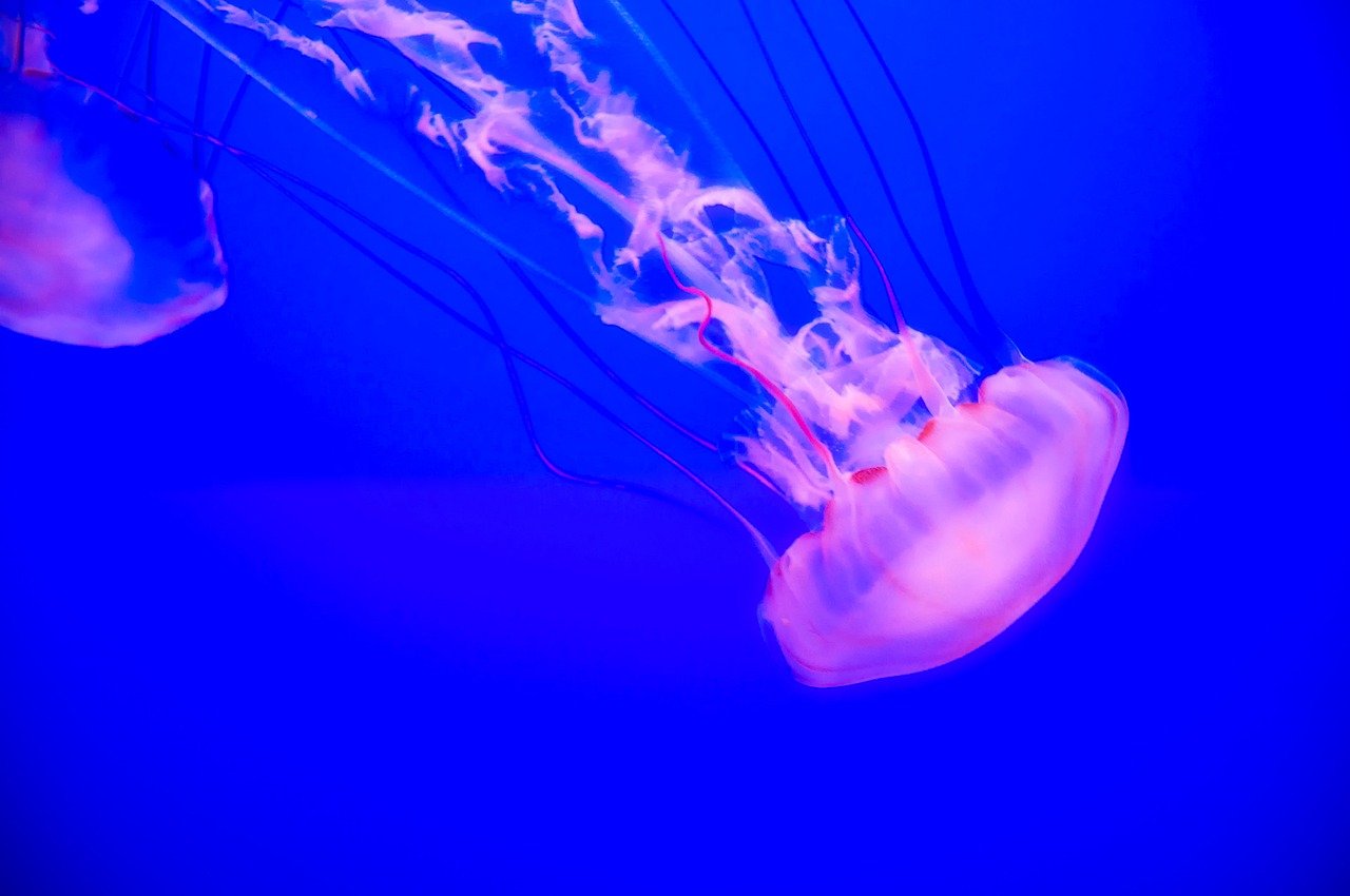 Pronađena nova vrsta meduze u Jadranu