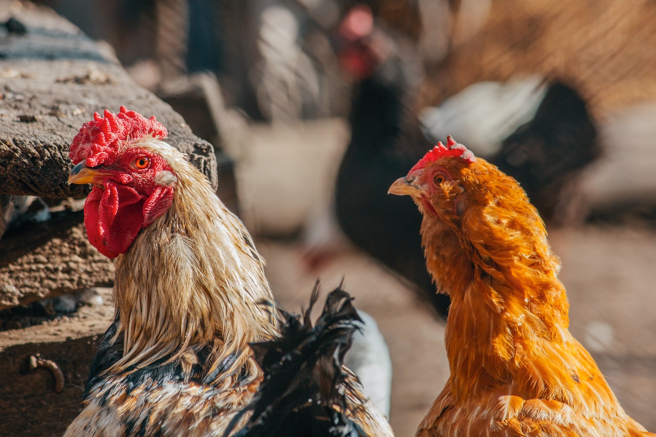 Ilegalna borba pijetlova završila smrću 19 osoba