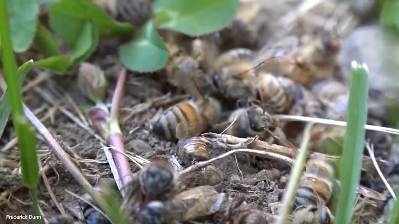 Međimurski seljaci pesticidima otrovali milijune pčela, a bez njih nema života