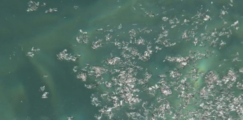 Jesu li to lisne uši prekrile morske uvale na jednom od najljepših otoka?