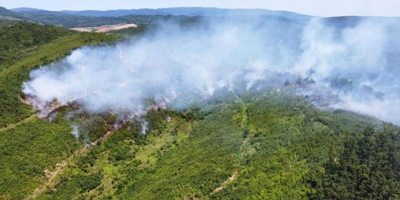 Gori stara hrastova šuma kod Rajića, zahvaćeno 16 hektara