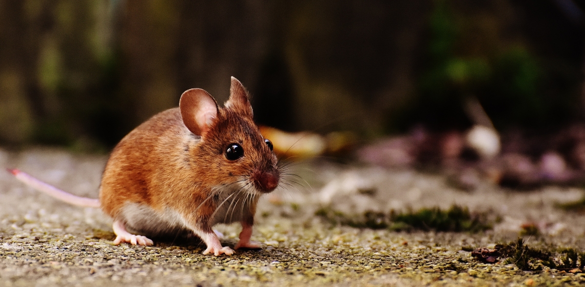 Indijska policija: Glodavci su nam pojeli 200 kg marihuane!