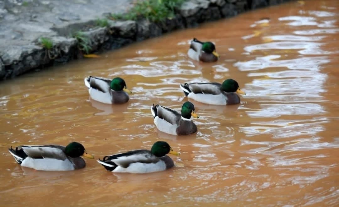Radeta: "Ako u Hrvatskim vodama stvarno nisu znali da se u Vruljici nalazi potok, onda je to morao znati netko iz Grada Zadra. Vrijeme je za novi Prostorni plan!"