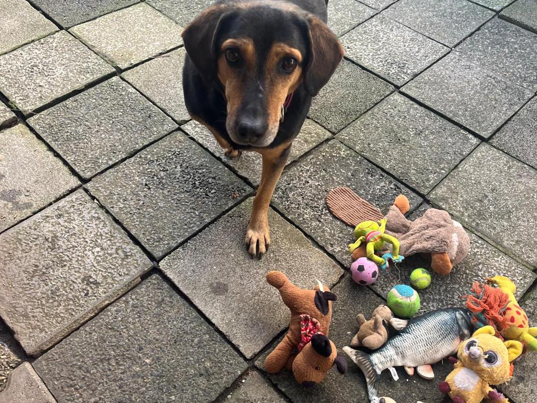 Suradnja koja mijenja živote, 12 pasa udomljeno u Njemačkoj