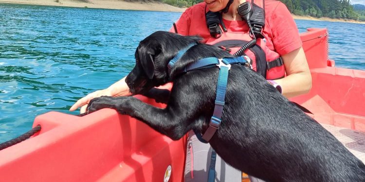 Mali Marley na velikom zadatku: HGSS Zadar sudjelovao na vježbi potražnih pasa na Lokvarskom jezeru