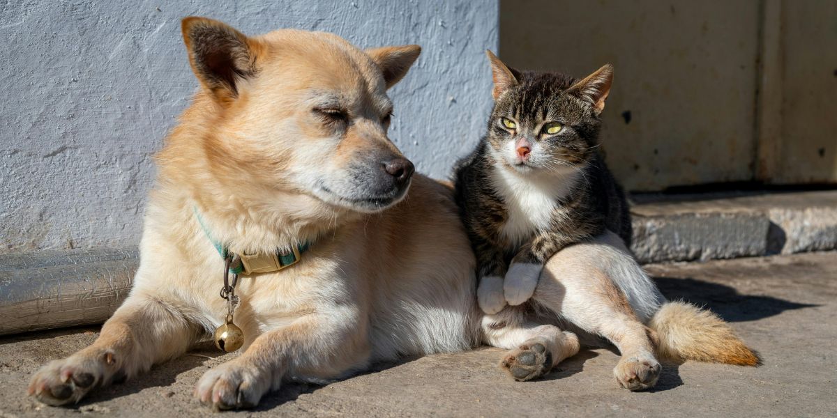Pozivaju se vlasnici pasa i mačaka, kreće sufinanciranje troškova sterilizacije i kastracije