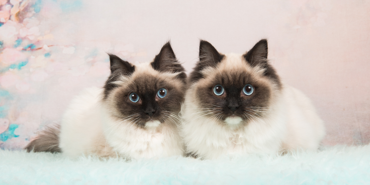 Ljubitelji mačaka konačno dolaze na svoje: Sve je spremno za izložbu omiljenih kućnih ljubimaca