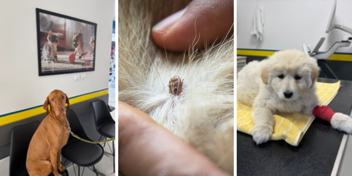 Veterinarka pojasnila: 'Krpelja je važno s ljubimca maknuti u prva 24 sata. Ovo je glavni razlog.'