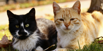 Na našem području pojavila se smrtonosna bolest za mačke: Veterinar savjetuje kako zaštiti svoje ljubimce