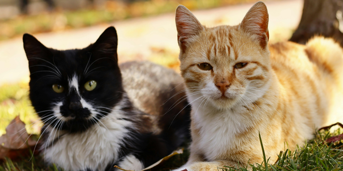 Na našem području pojavila se smrtonosna bolest za mačke: Veterinar savjetuje kako zaštiti svoje ljubimce