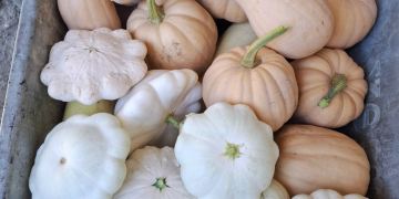 Kako sačuvati hokaido i butternut tikve da potraju mjesecima? Nekoliko pravila čini veliku razliku