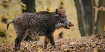 Poljoprivrednici će za naknadu štete od divljači morati dokazivati da su je pokušali spriječiti